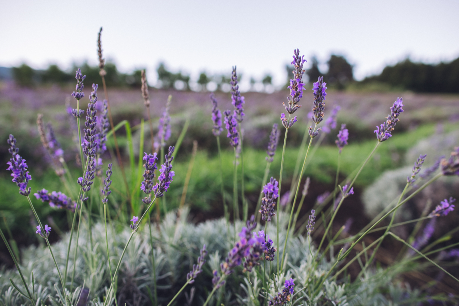 Lavender