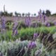 lavender farm tour