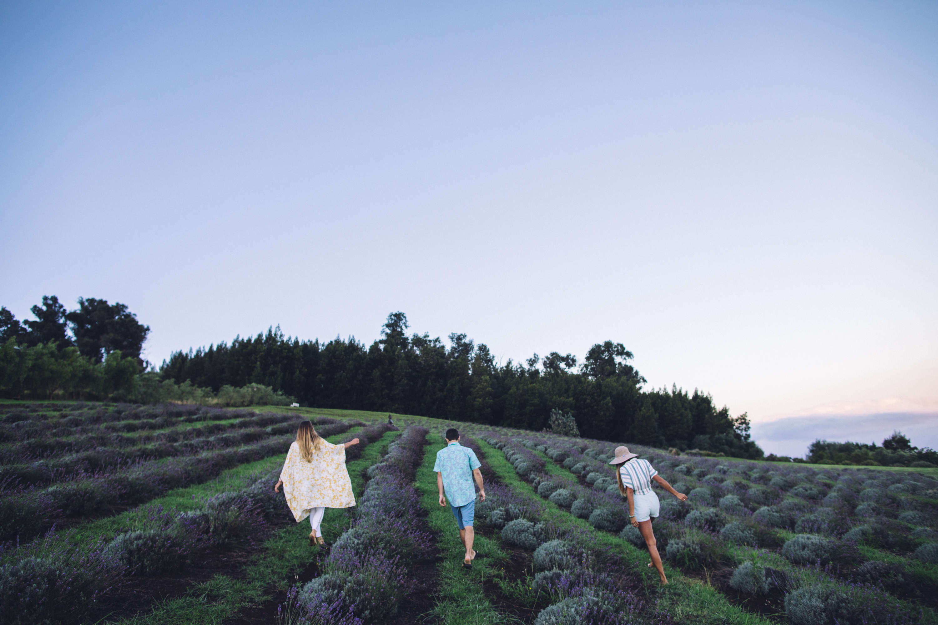 Plan Your Visit - Ali'i Kula Lavender