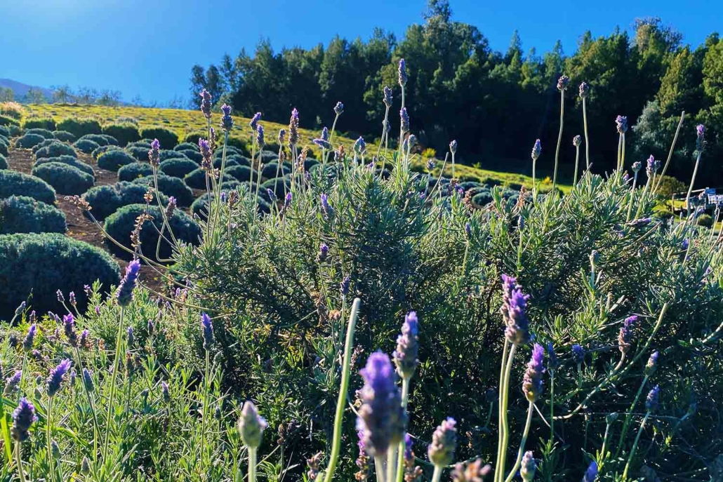 Fields of Lavender for Lavender Uses at Alii Kula Lavender Farm