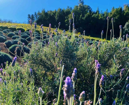 Fields of Lavender for Lavender Uses at Alii Kula Lavender Farm