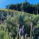 Fields of Lavender for Lavender Uses at Alii Kula Lavender Farm