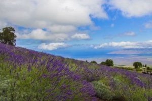 lavender field with view of ocean and Maui