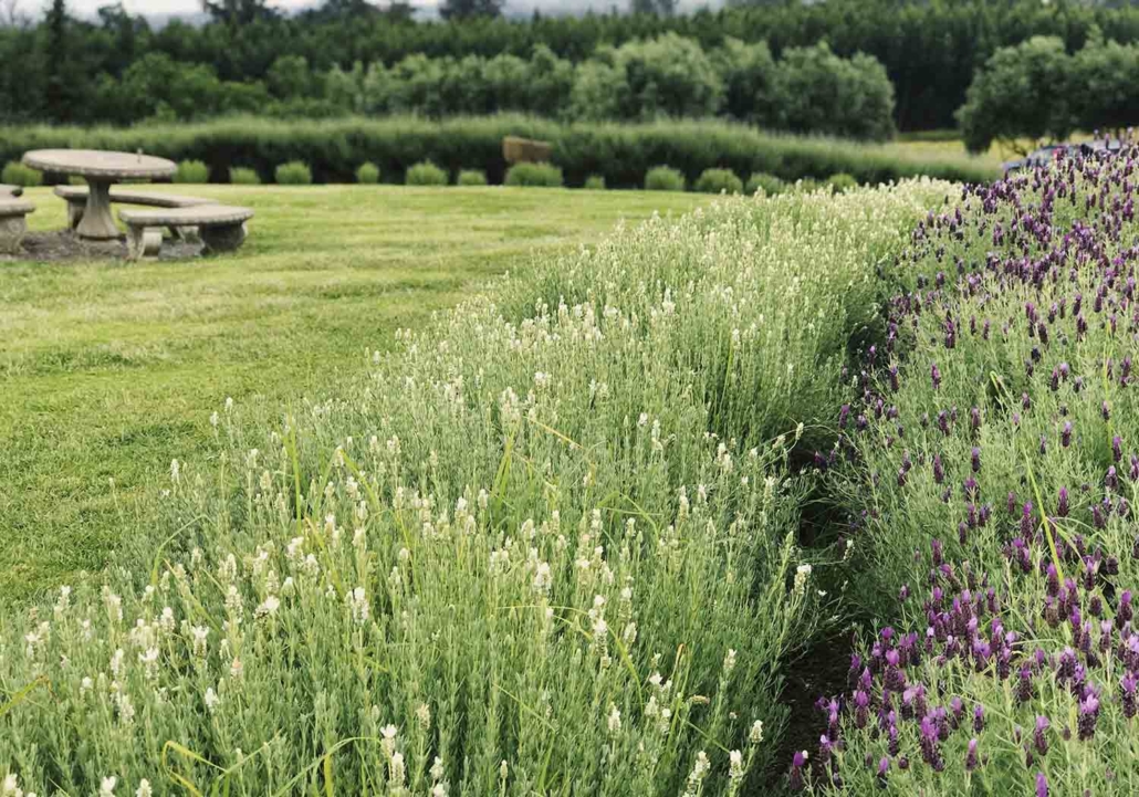 Culinary Lavender - Red Oak Lavender