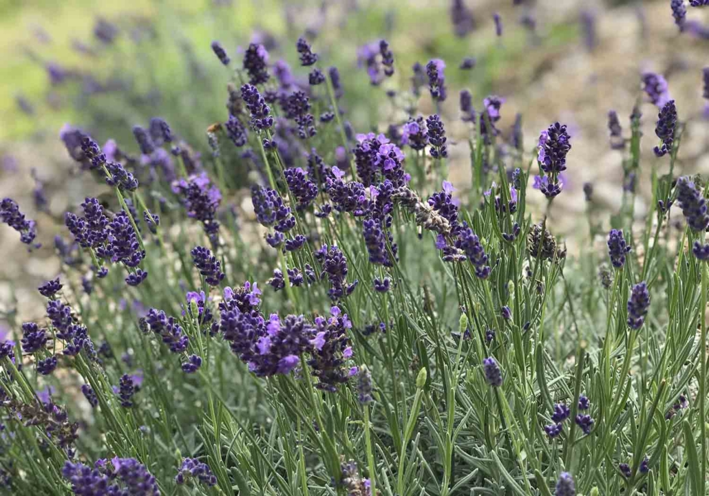 Alii Kula Lavender Bloom 004