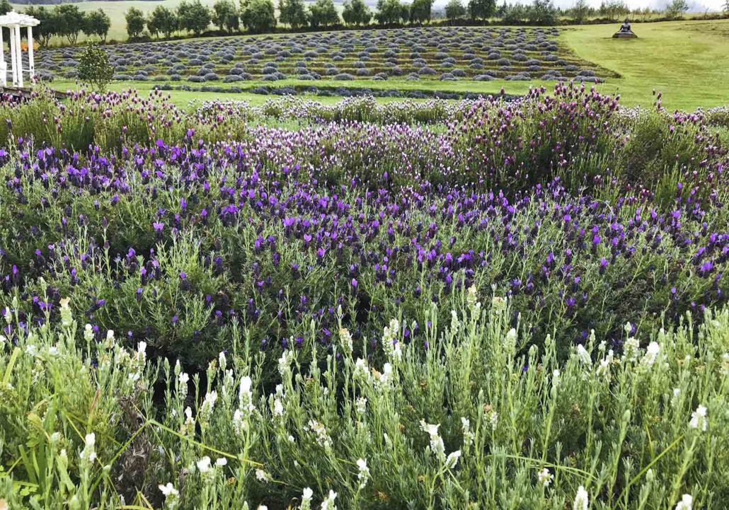 Alii Kula Lavender Bloom 005