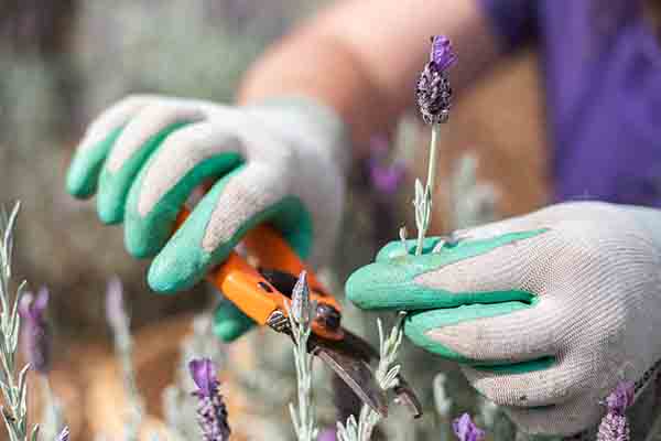 How To Propagate Lavender - Ali'i Kula Lavender