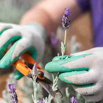 How to Propagate Lavender