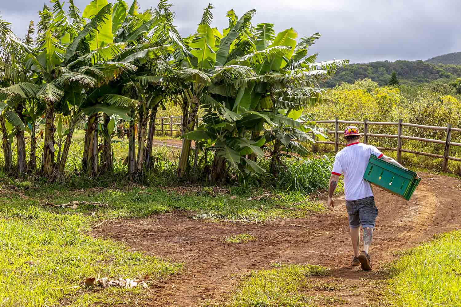 Banana Patch with Chef Jason Raffin